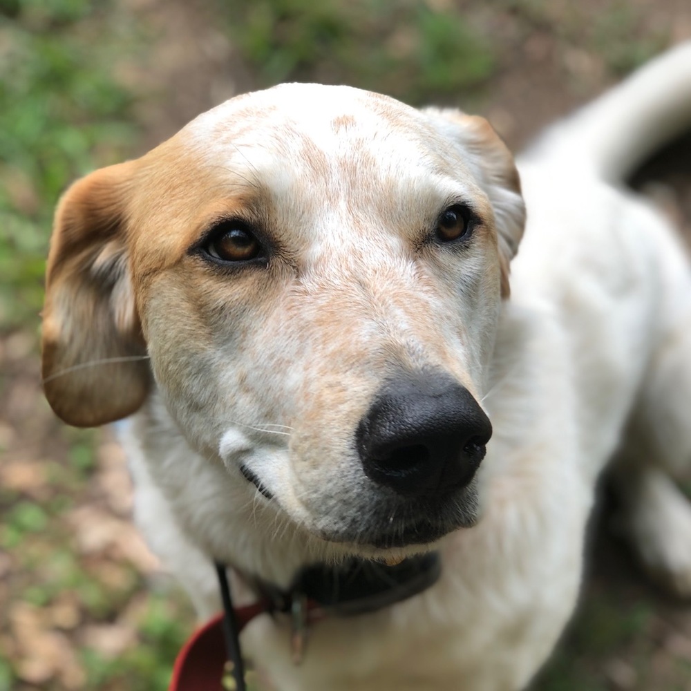 Meet your Posher, Abby